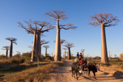 4 - Allée des baobabs